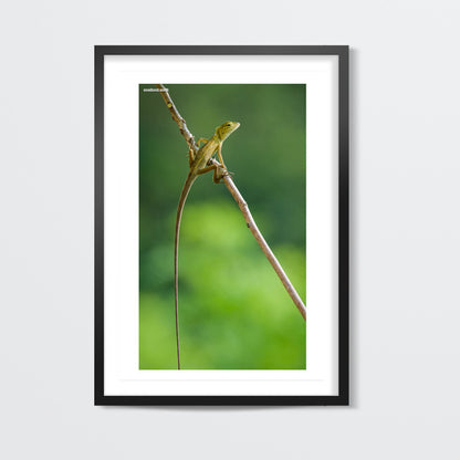 a long tail