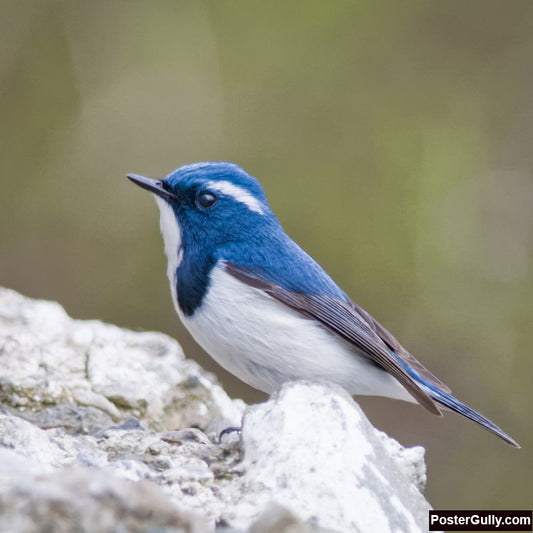 Square Art Prints, Ultramarine Flycatcher Artwork
