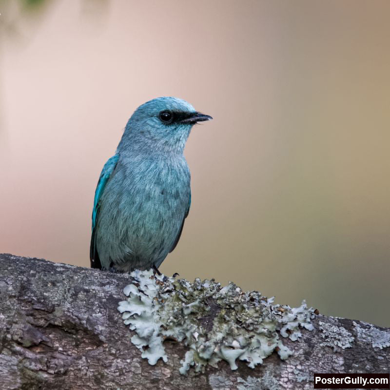 Square Art Prints, Verditer Flycatcher Artwork