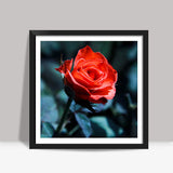 Single Red Rose Photography Square Art Prints