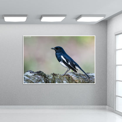 Magpie Robin Wall Art