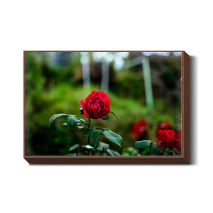 Rose  Wall Art