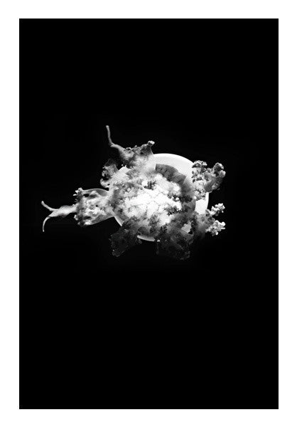 BW Jelly Fish Art PosterGully Specials