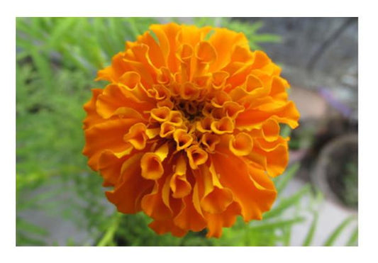 PosterGully Specials, Marigold 1 Wall Art