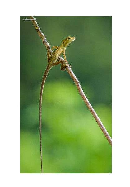 Wall Art, a long tail