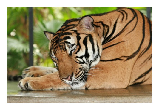 Wall Art, Sleeping Tiger Wall Art