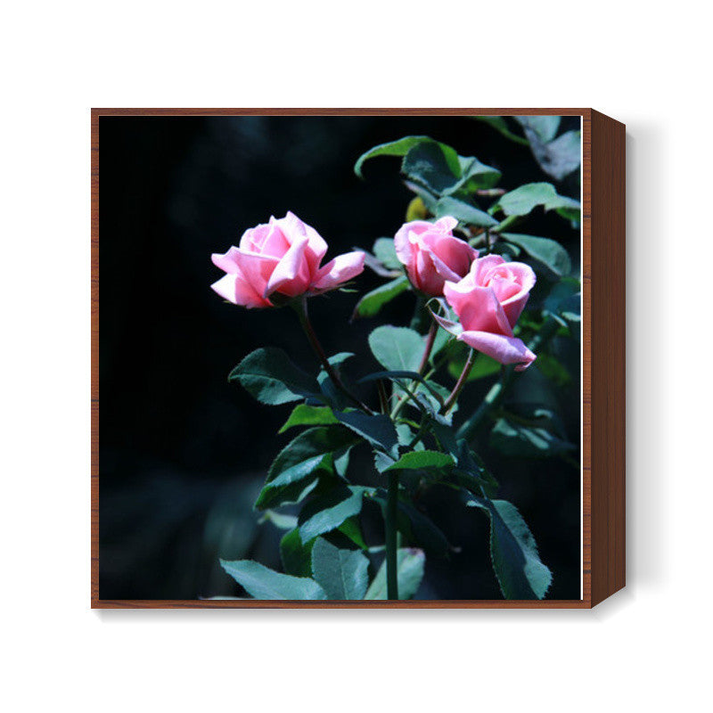 Three Pink Rose Photography Square Art Prints