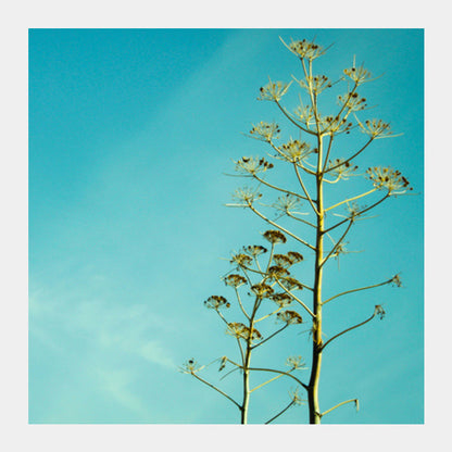 Fern in the Turkish sky 2 Square Art Prints