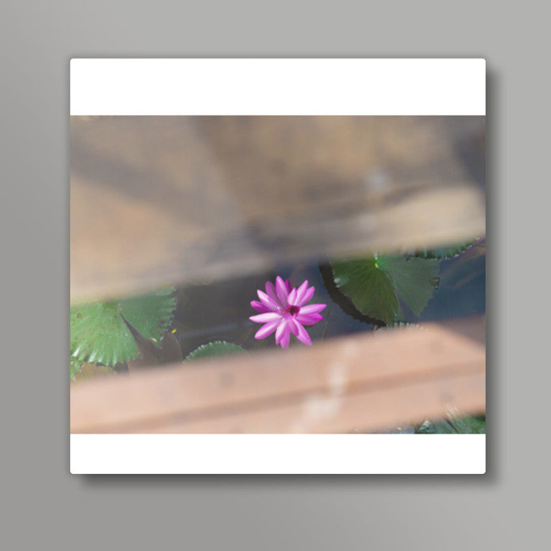 LOTUS Square Art Prints