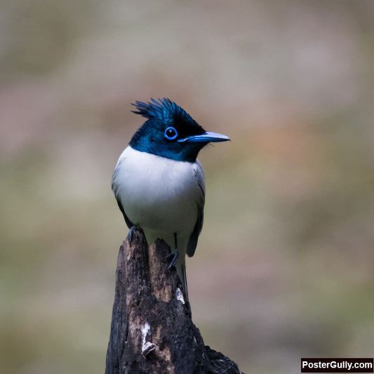 Square Art Prints, Asian Paradise Flycatcher Artwork