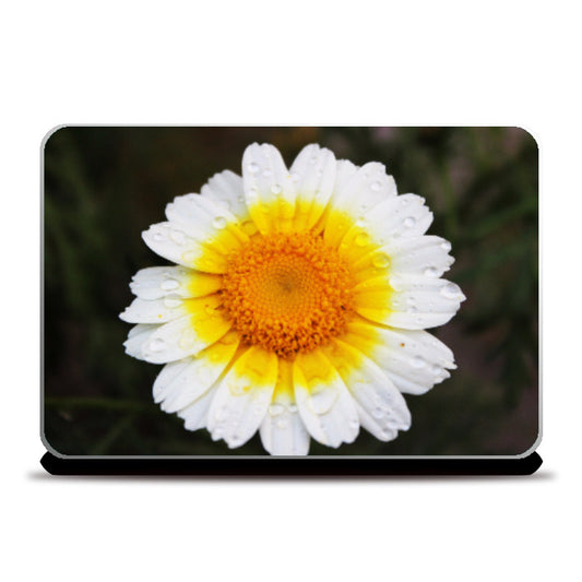 Laptop Skins, White Daisy Laptop Skin l Artist: Seema Hooda, - PosterGully