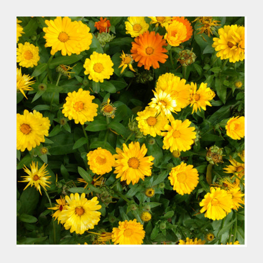 Yellow Calendula Flowers Bloom Floral Photo  Square Art Prints