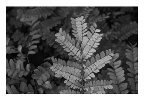 PosterGully Specials, Fronds In Monochrome Wall Art