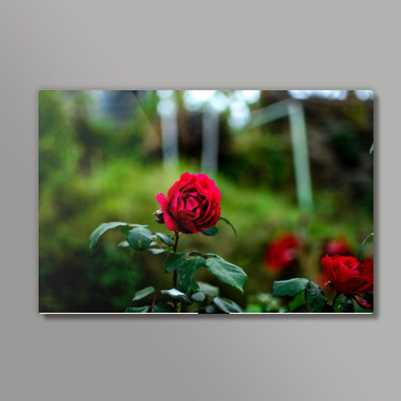 Rose  Wall Art