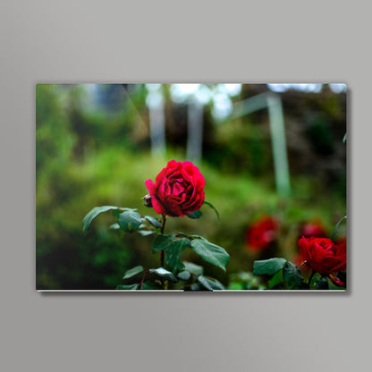 Rose  Wall Art