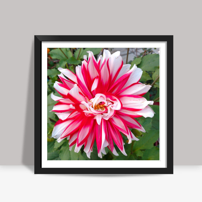 Single Large Pink White Dahlia Flower Nature Photography Floral  Square Art Prints