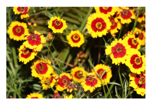 Wall Art, Cosmos Flowers (Coreopsis tinctoria) Nature Photo Botanical  Wall Art