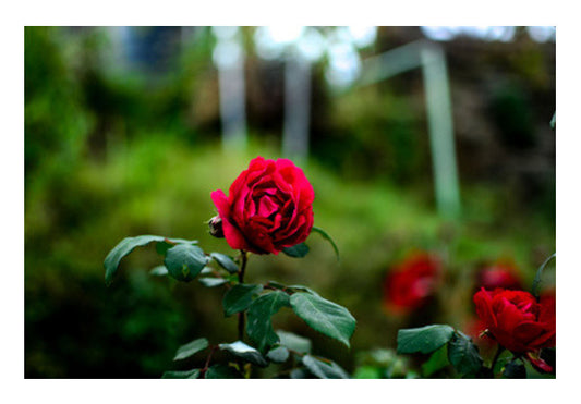 Rose  Wall Art