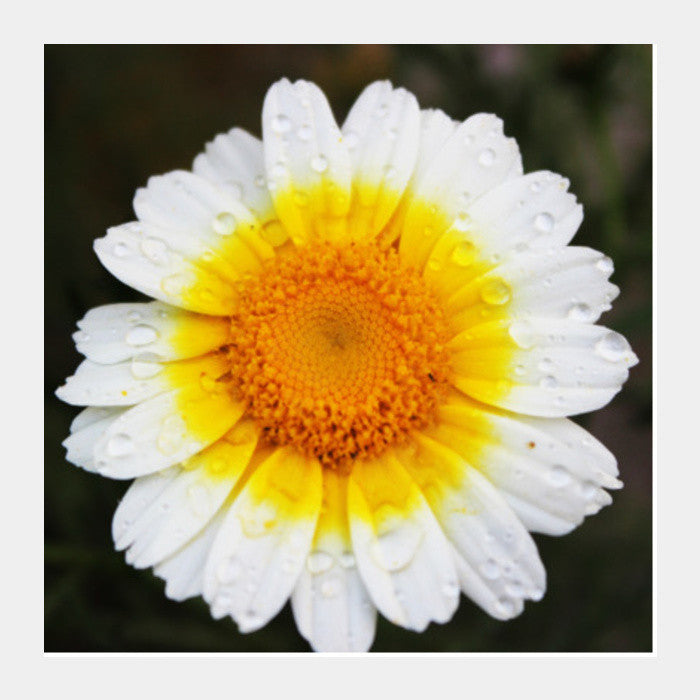 Square Art Prints, Single Daisy Flower Photography Floral Square Art Prints