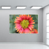 Flower Head With Ants Photo Nature Photography Wall Art
