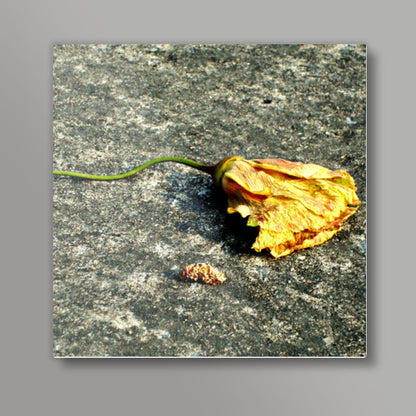 After life : Flower Square Art Prints