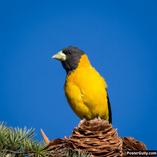 Square Art Prints, Black And Yellow Grosbeak Artwork