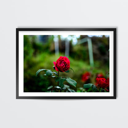 Rose  Wall Art