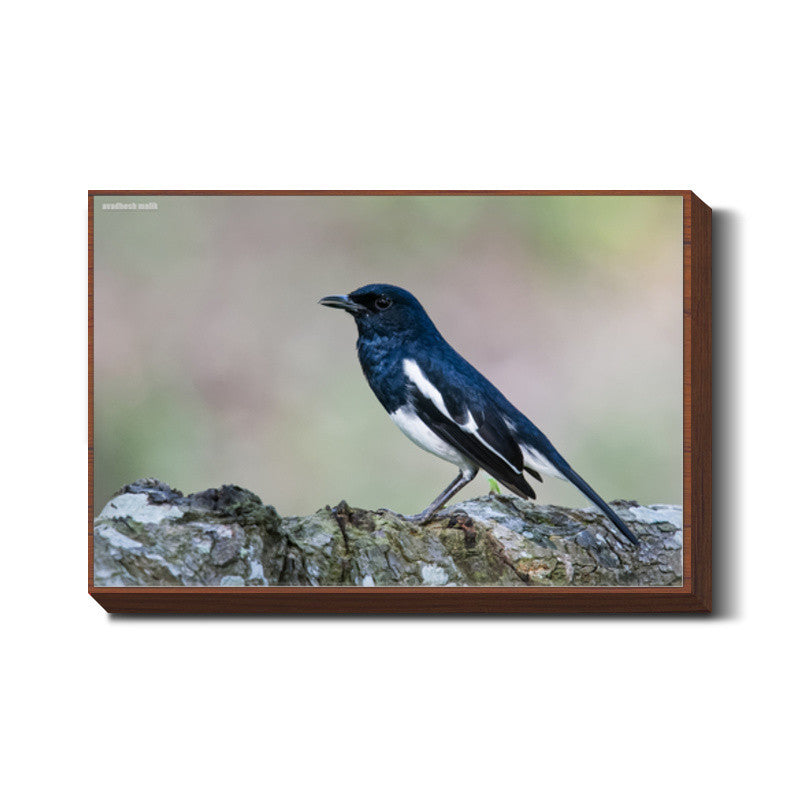 Magpie Robin Wall Art