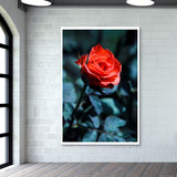 Single Red Rose Photography Wall Art