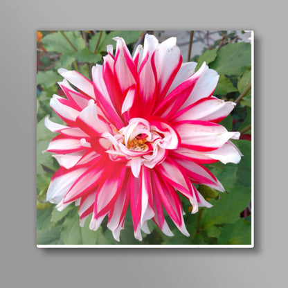 Single Large Pink White Dahlia Flower Nature Photography Floral  Square Art Prints