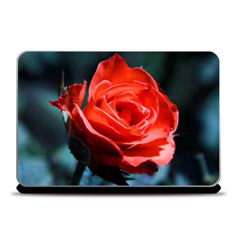 Single Red Rose Photography Laptop Skins
