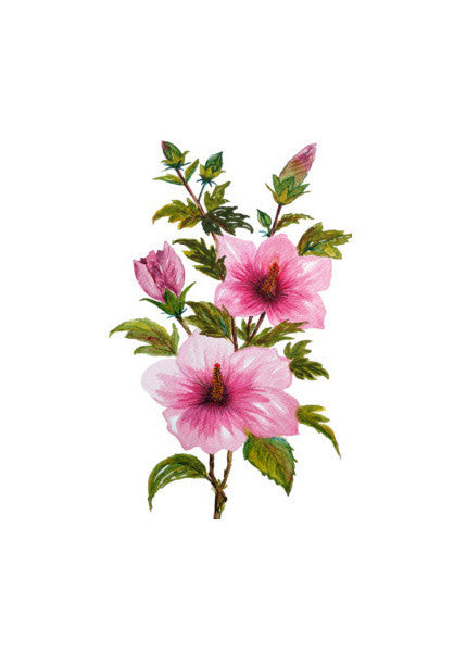 Painted Pink Hibiscus Flowers Tropical Floral  Art PosterGully Specials