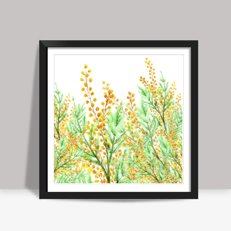 Painted Yellow Mimosa Flowers Botanical Illustration  Square Art Prints