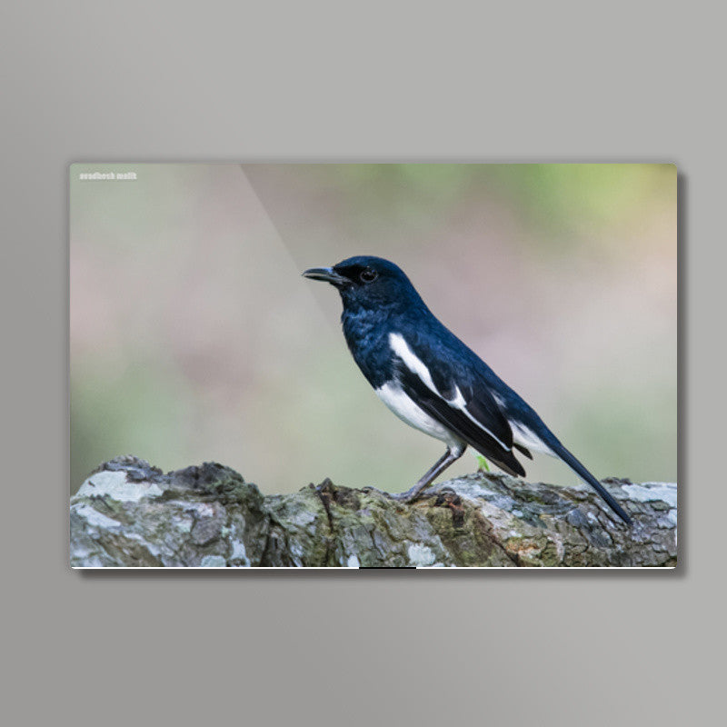 Magpie Robin Wall Art