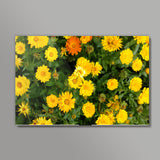 Yellow Calendula Flowers Nature Garden Photography Botanical  Wall Art
