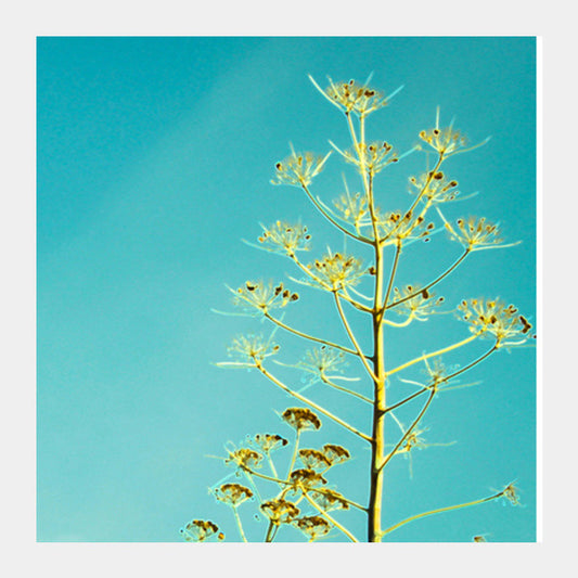 Fern in the Turkish sky Square Art Prints