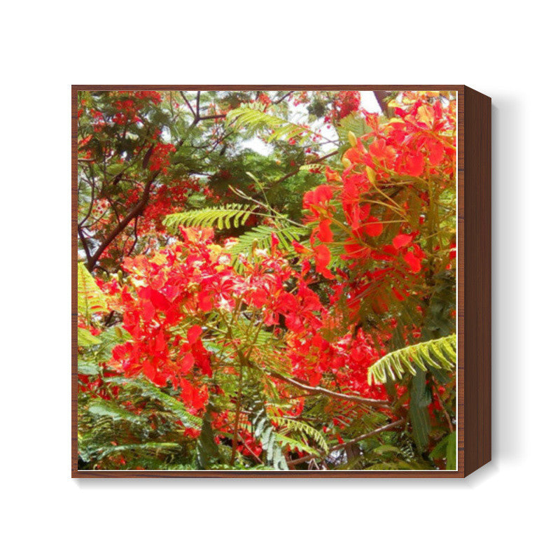 Beautiful Gulmohar Flowers Spring Floral Photography Square Art Prints