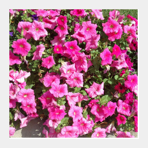 Beautiful Pink Petunia Flowers Spring Floral Background Square Art Prints