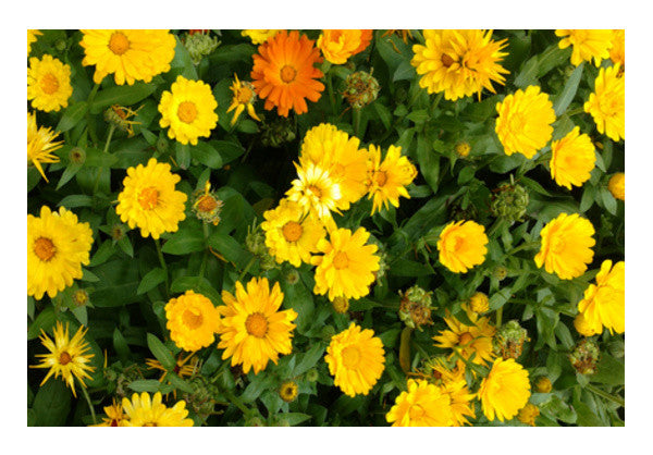 Yellow Calendula Flowers Nature Garden Photography Botanical  Wall Art