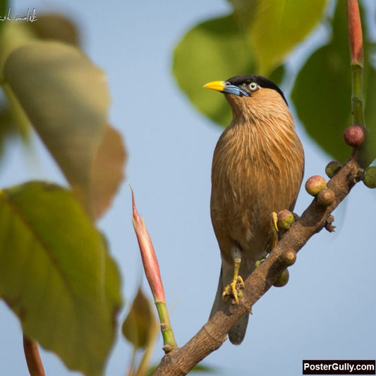 Square Art Prints, Brahminy Starling Artwork