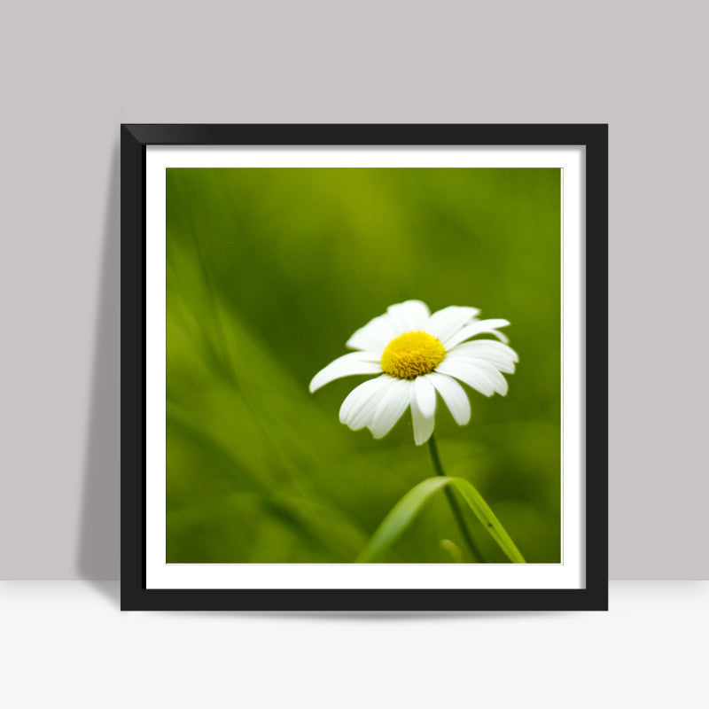 Daisy Square Art Prints