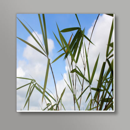 Bamboo Leaves Against Sky, Nature Square Art Prints