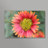 Flower Head With Ants Photo Nature Photography Wall Art