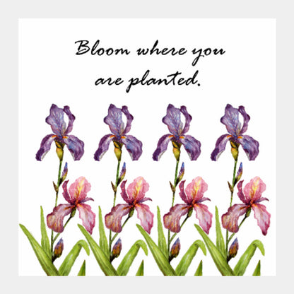 Square Art Prints, Blooming Iris Flowers Square Art Print l Artist: Seema Hooda, - PosterGully