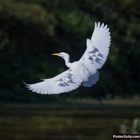 Square Art Prints, Cattle Egret Artwork