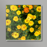Yellow Calendula Flowers Bloom Floral Photo  Square Art Prints