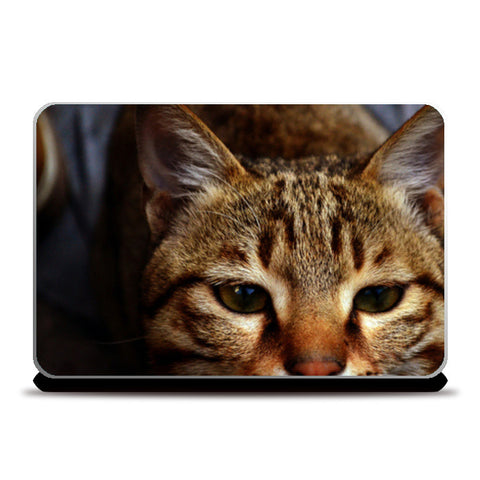 Laptop Skins, cat Laptop Skins