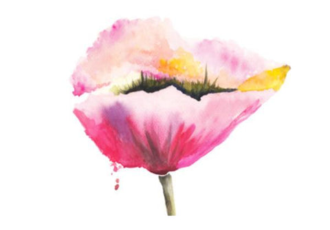 Poppy Flower Wall Art PosterGully Specials