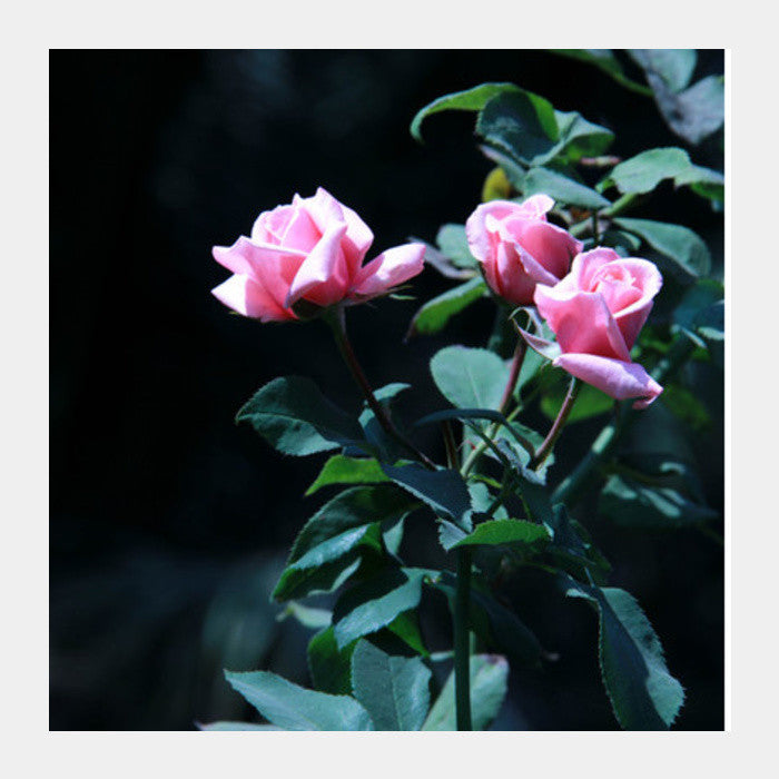 Three Pink Rose Photography Square Art Prints