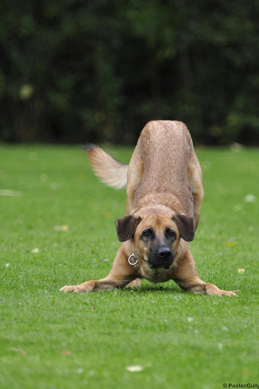 Wall Art, Dog | Play | Jump, - PosterGully